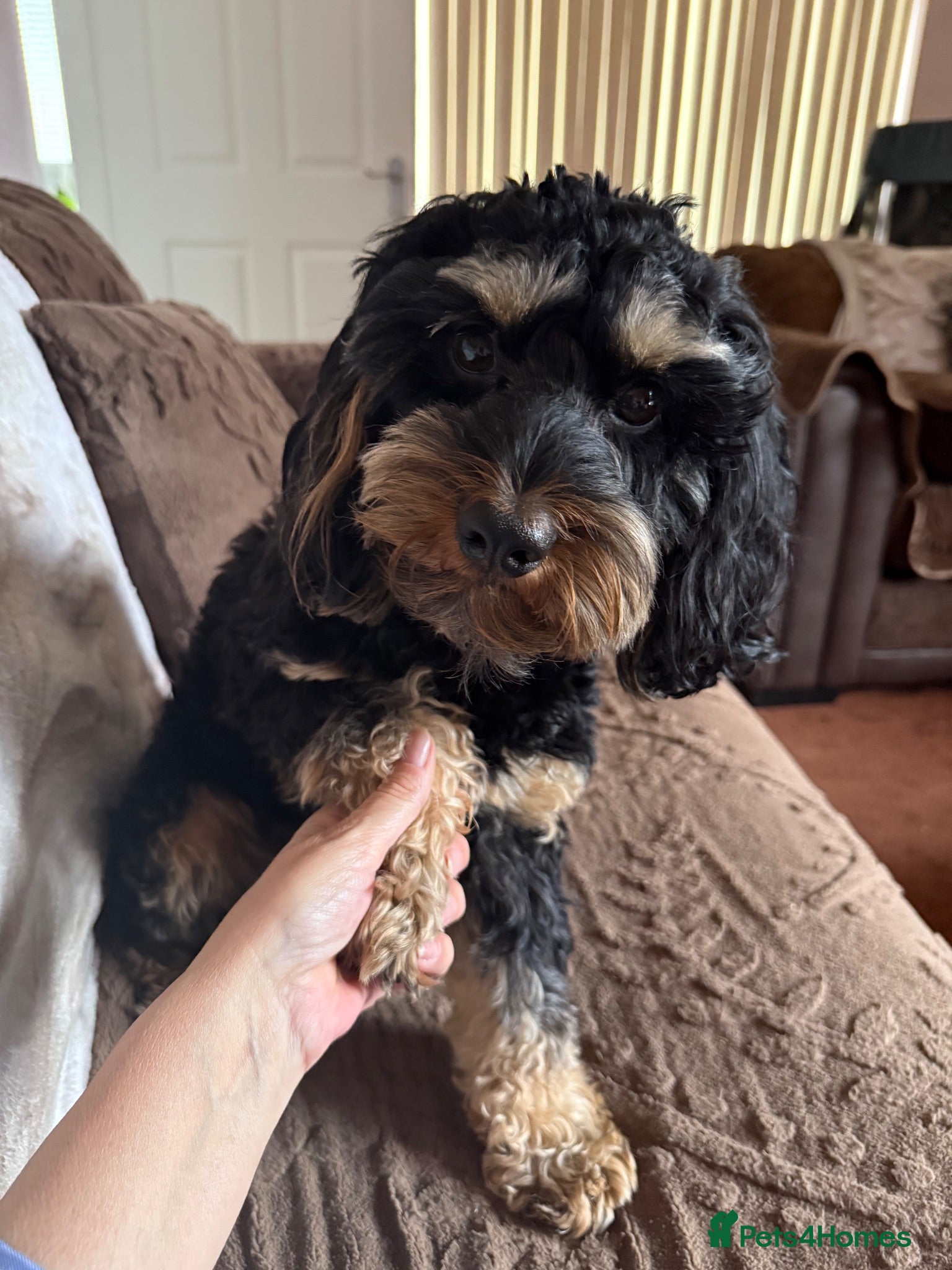 Cockapoo dogs Rehoming Cockapoo x2 - Advert 1