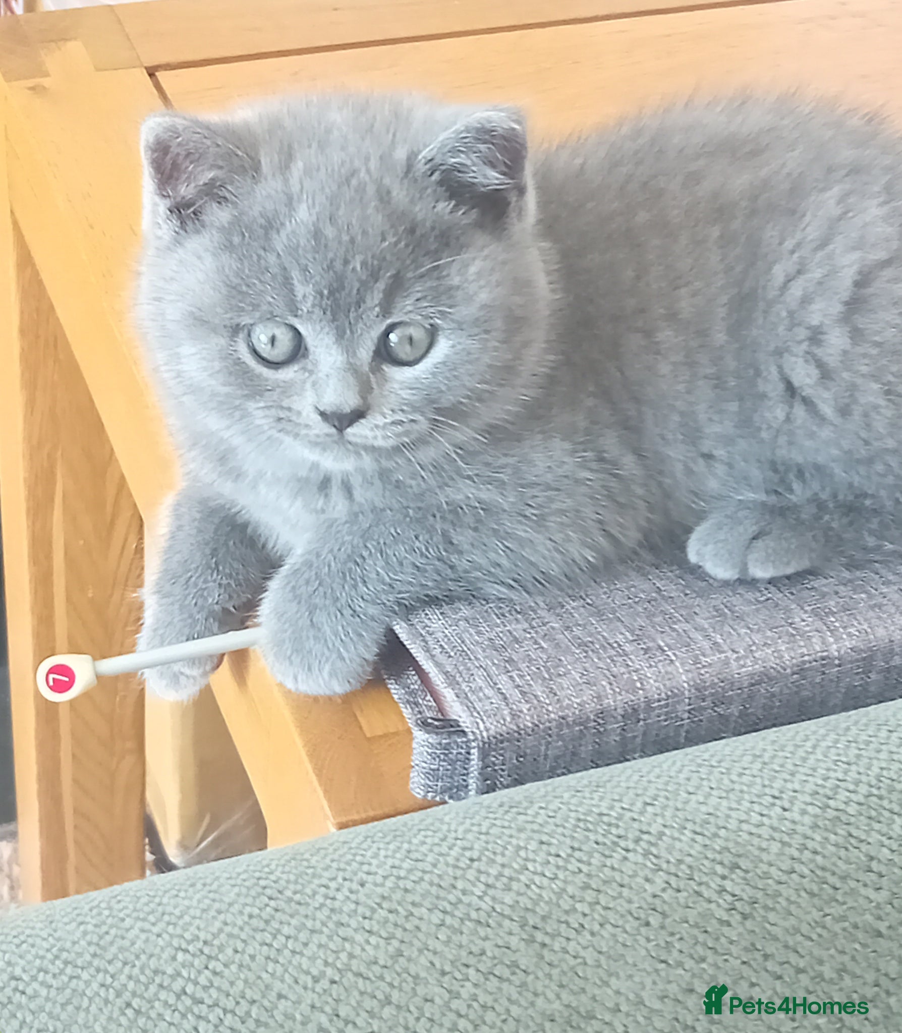 British Shorthair cats Gorgeous British short-haired kittens  - Advert 5