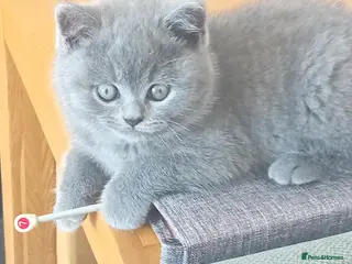 British Shorthair cats Gorgeous British short-haired kittens - Advert 5