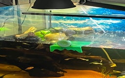 Turtle reptiles for sale: Musk turtle and full set up - Image 4