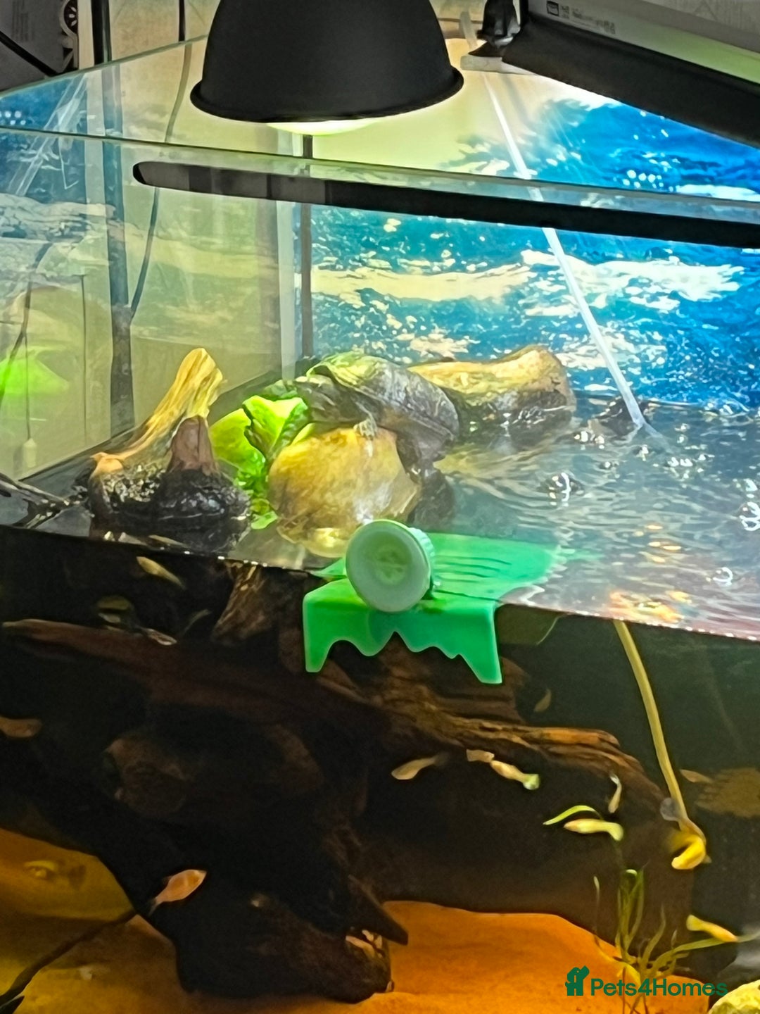 Turtle reptiles for sale: Musk turtle and full set up - Image 4