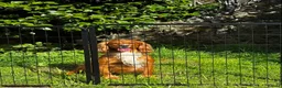 Cocker Spaniel dogs for sale: Golden Working Cocker Spaniel Puppies  - Advert 4