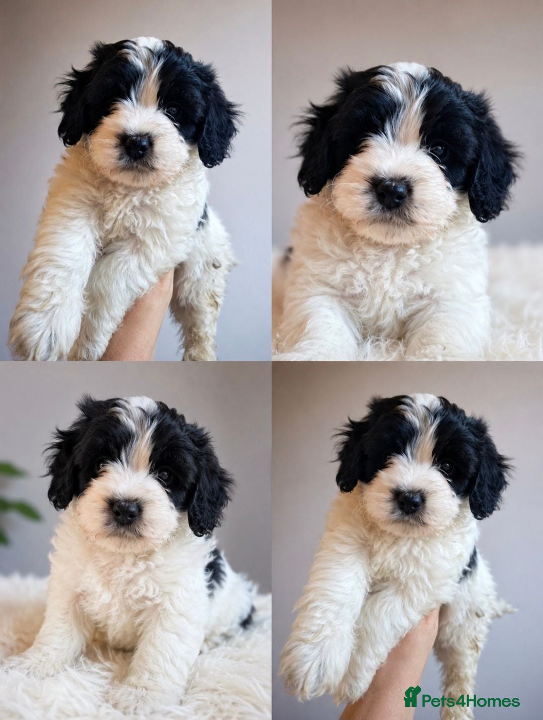 Mixed Breed dogs Cockapoochon  - Advert 1