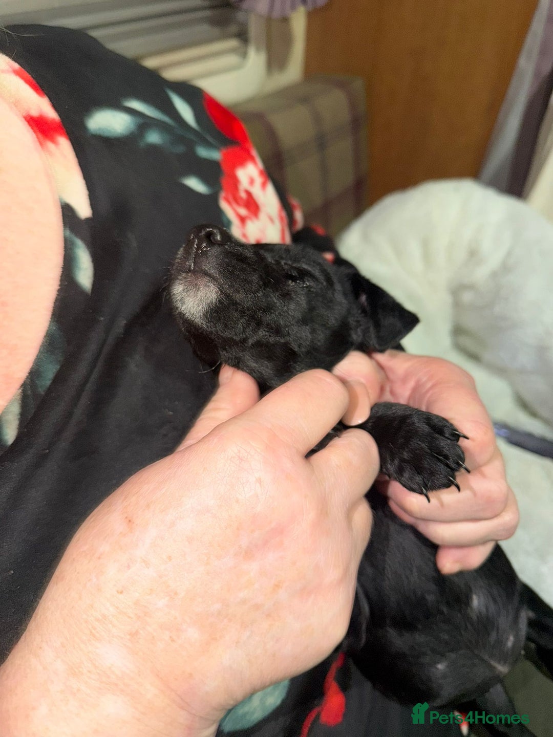 Patterdale Terrier dogs for sale: Super cute little girl, ready for forever home - Advert 10