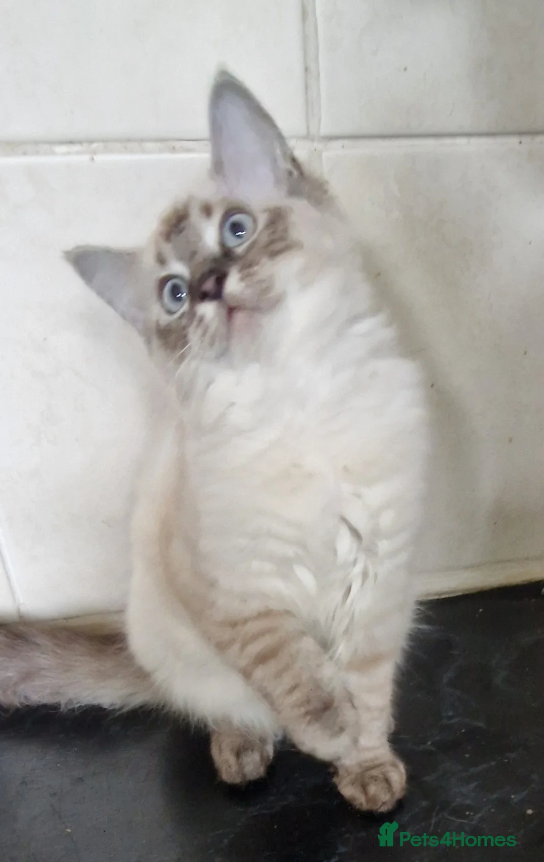 Ragdoll cats for sale: Ragdoll kittens - Advert 1