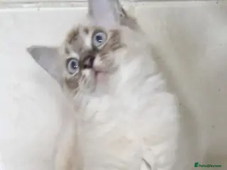 Ragdoll cats Ragdoll kittens - Advert 12