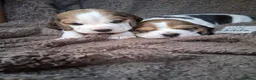 Beagle dogs for sale: Champion Tri-Color Beagles pups! in Doncaster - Advert 8