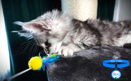 Maine Coon cats for sale: STUNNING XL PEDIGREE MAINE COON KITTENS  - Image 7