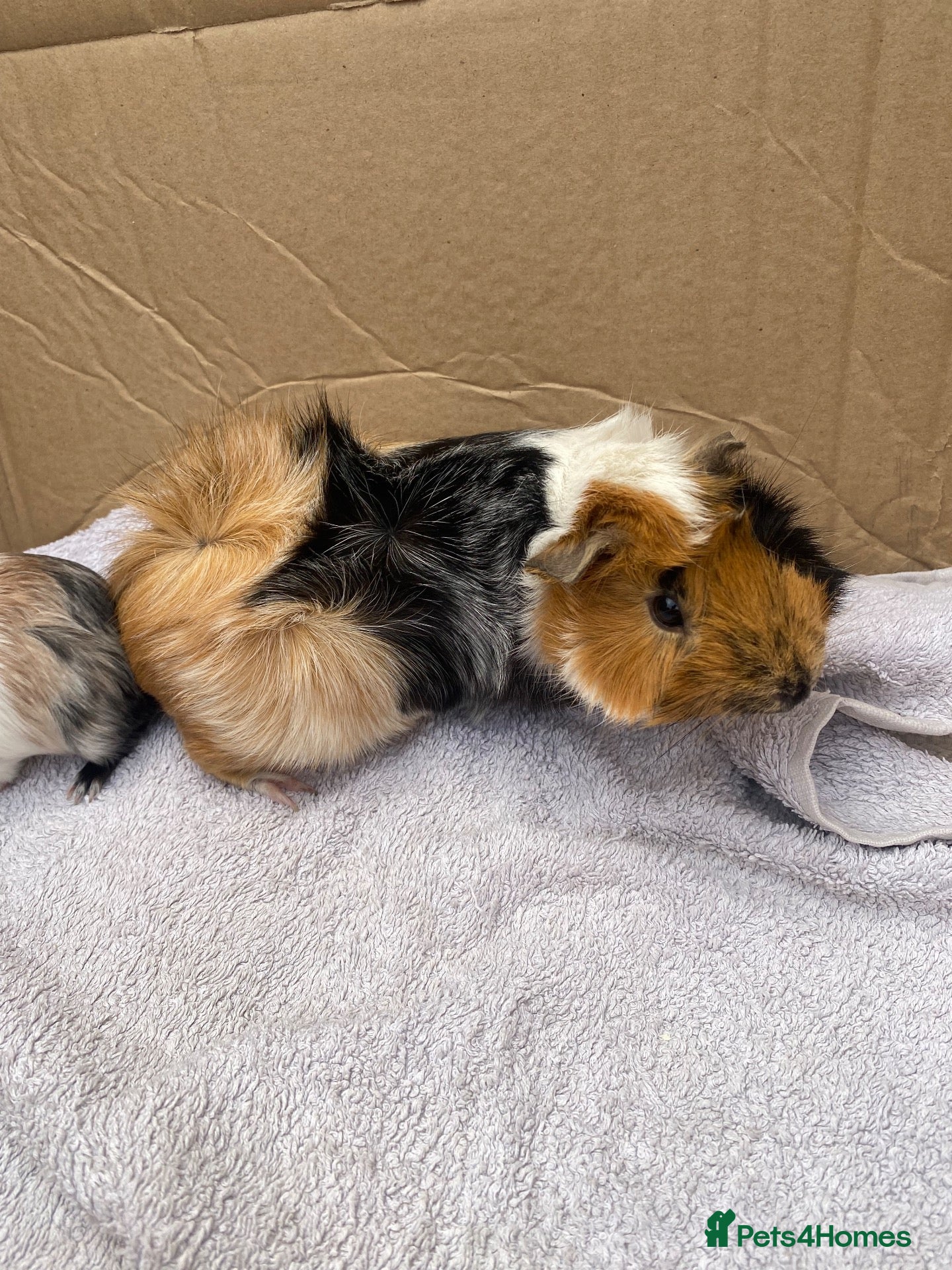 Guinea Pig rodents 2x young female Guinea pigs  - Advert 1