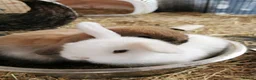 Mini Lop rabbits for sale: Pure breed Mini lop kits. Rabbits 1 male, 1 female - Advert 3