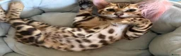 Bengal cats for sale: TICA 🐾 Health Tested very friendly female  - Advert 2