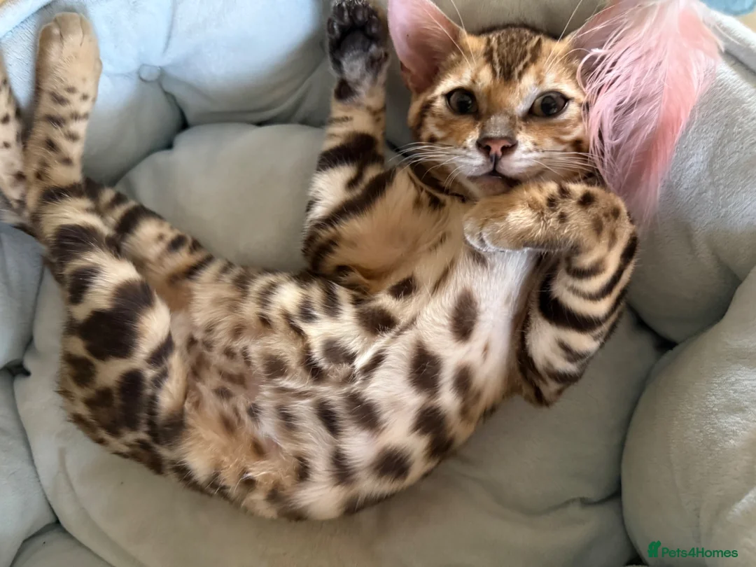 Bengal cats for sale: TICA 🐾 Health Tested very friendly female  - Advert 2