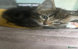 Domestic Shorthair cats for sale: beautiful tabby kittens  - Image 4