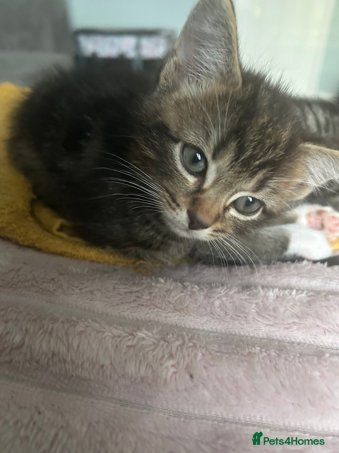 Domestic Shorthair cats for sale: beautiful tabby kittens  - Image 4