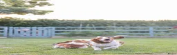 Basset Hound dogs for sale: Bonnie, ZZ & Bella – Beautiful Basset Hound Girls  - Advert 4