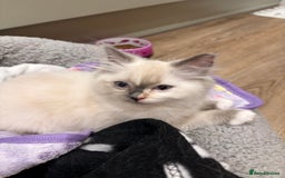 Ragdoll cats for sale: Ragdoll Kitten - Image 4