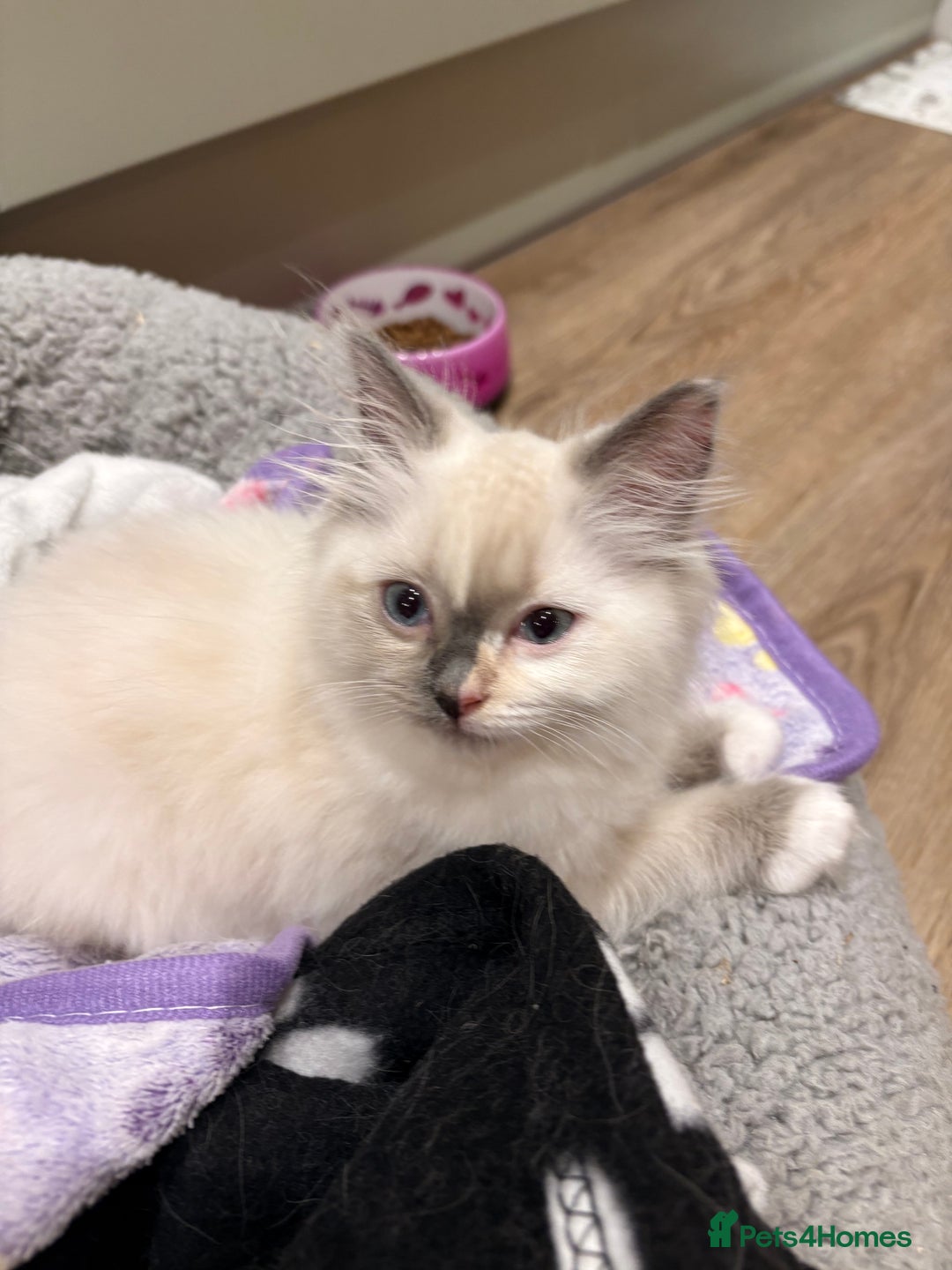 Ragdoll cats for sale: Ragdoll Kitten - Image 4