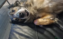 Mixed Breed dogs for sale: Collie x whippet - Image 2