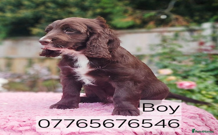Cockapoo dogs - Advert 4