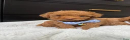 Cavapoo dogs for sale: The most beautiful Cavapoos - Advert 3