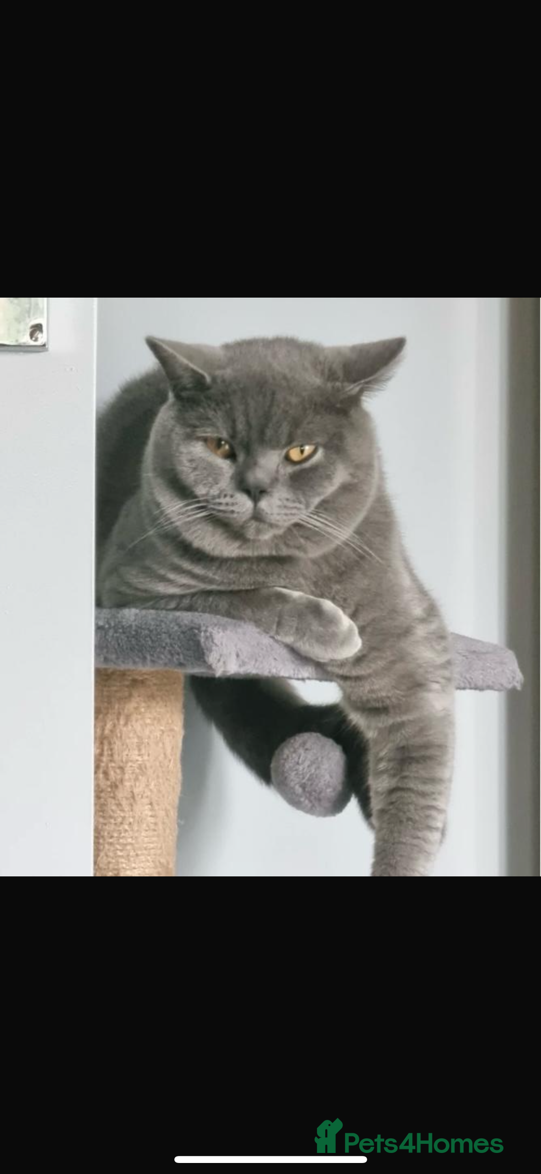 British Shorthair cats for sale: British shorthair Blue Male kitten - Advert 4