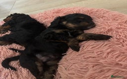 Cavapoo dogs for sale: Outstanding Blk and tan toy cavapoo male left  - Image 21