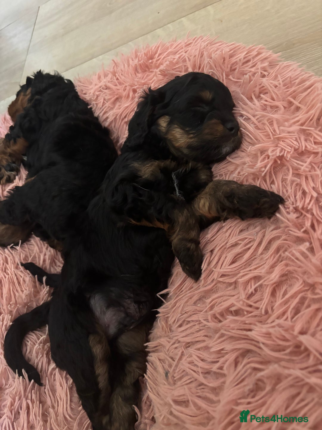 Cavapoo dogs for sale: Outstanding Blk and tan toy cavapoo male left  - Image 21