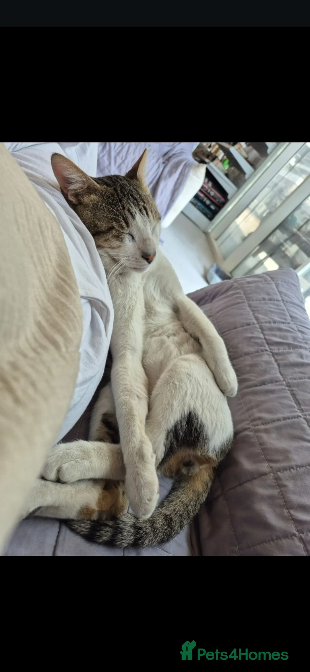 Arabian Mau cats for adoption: Harvey - Advert 3