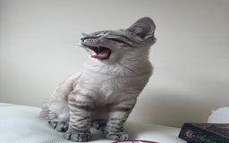 Ragdoll cats for sale: Ragdoll cross tabby in Carlisle - Image 1