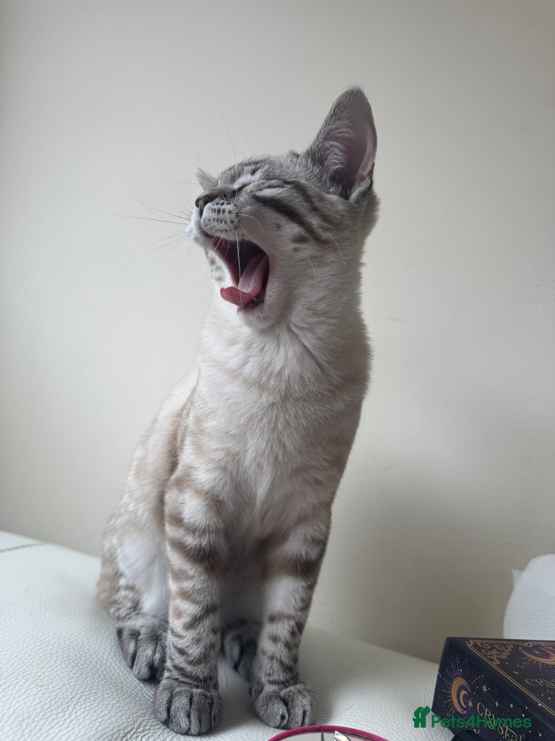 Ragdoll cats for sale: Ragdoll cross tabby in Carlisle - Image 1