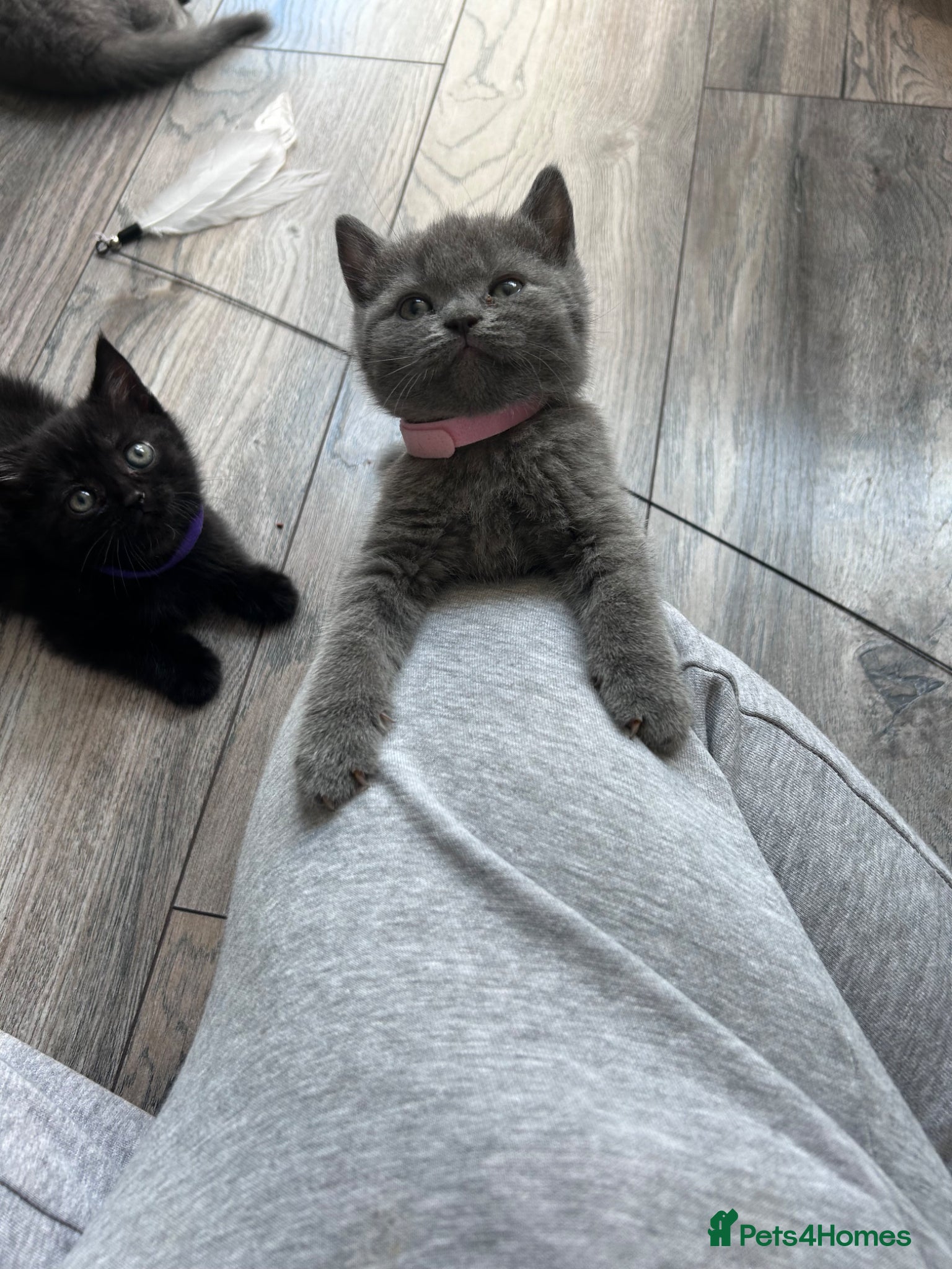 British Shorthair cats for sale: 5 British shorthair kittens  - Advert 15