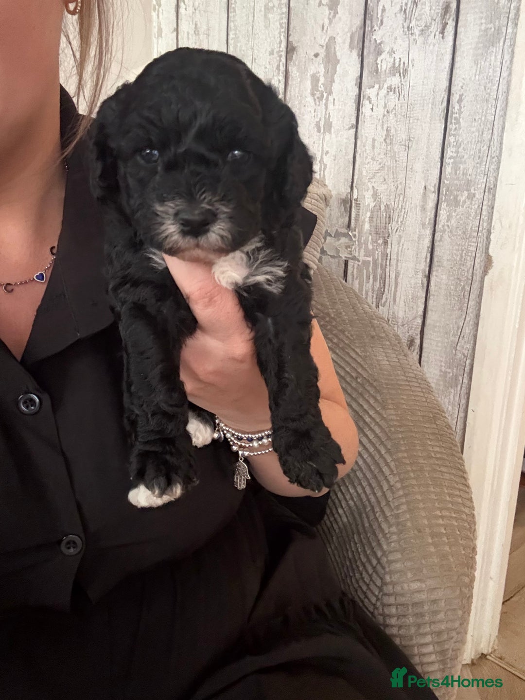 Cockapoo dogs for sale: Beautiful cockapoo puppies 🐶  - Image 18