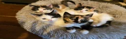 Mixed Breed cats for sale: Beautiful calico female  in Farnham - Advert 5