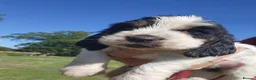 Basset Griffon Vendeen dogs for sale: Griffon grand bassets  - Advert 6