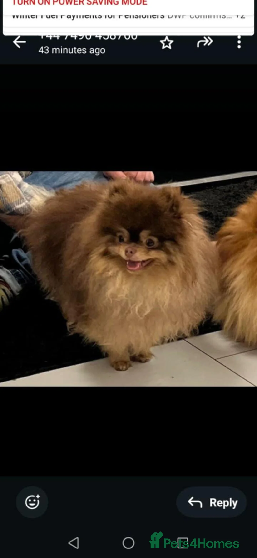 Pomeranian dogs for sale: Female pomeranian  - Advert 10