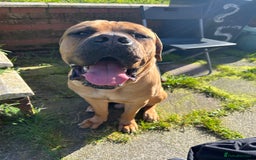Cane Corso dogs for sale: Cane corso puppies  - Image 21