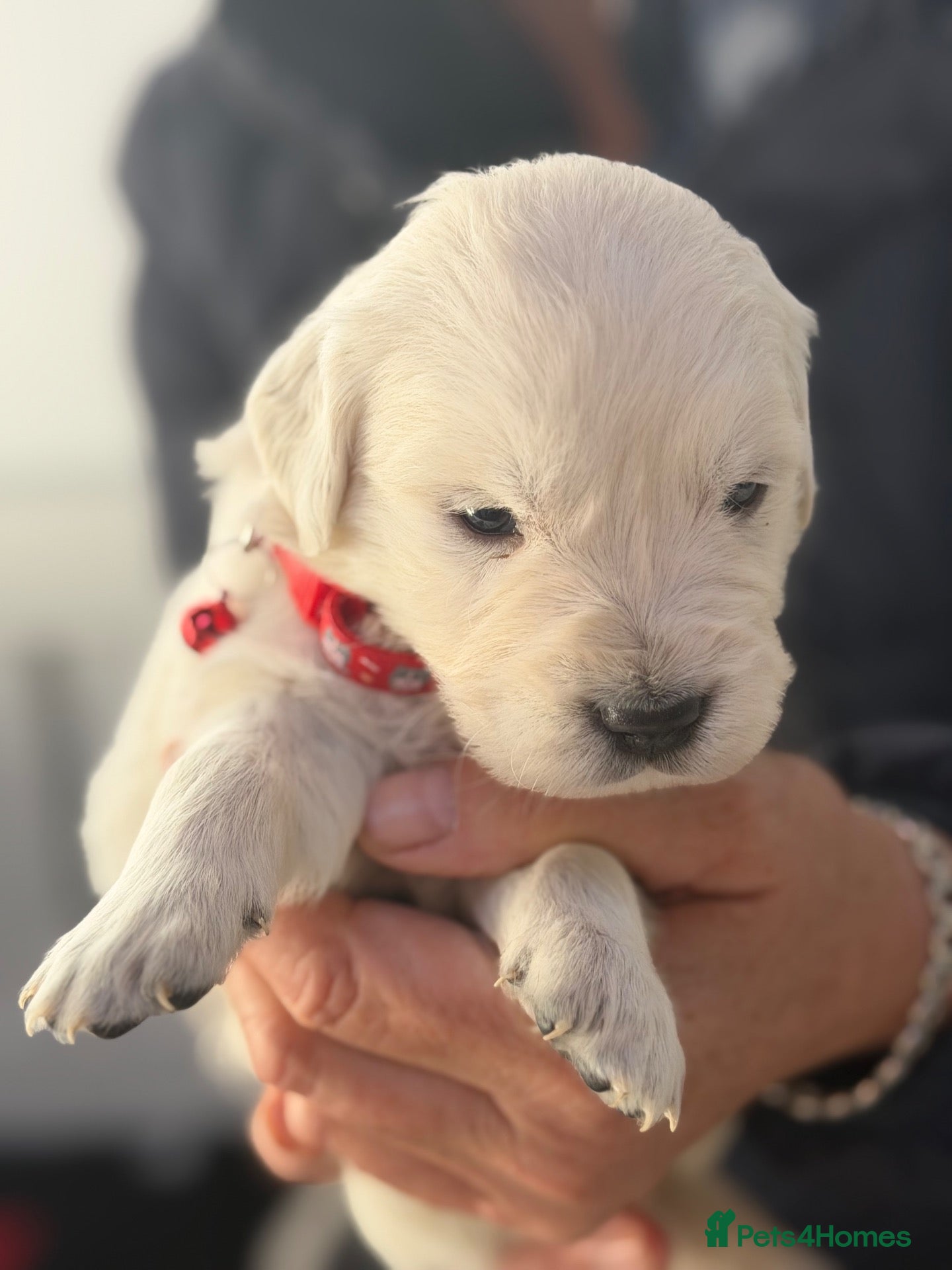 Golden Retriever dogs White show lines retriever puppies  - Advert 2