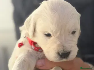 Golden Retriever dogs White show lines retriever puppies - Advert 2