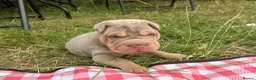 Shar Pei dogs for sale: KC REGISTERED RARE LILAC TAN SHAR-PEI - Advert 27