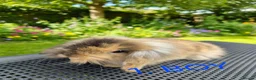 Mini Lop rabbits for sale: Adorable baby mini lop/ lion lop rabbits for sale - Advert 2