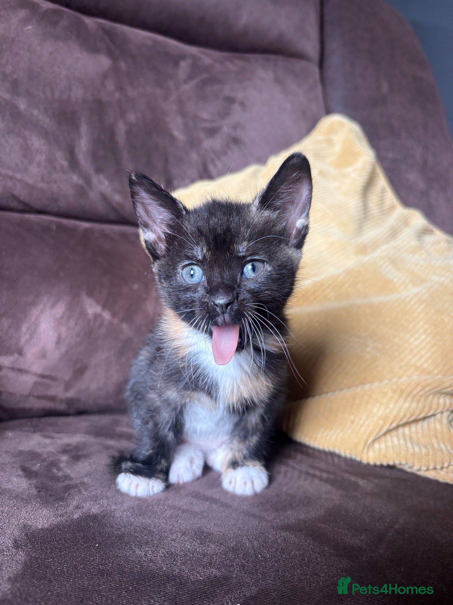 Domestic Shorthair cats Adorable kittens - Advert 5
