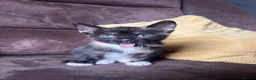 Domestic Shorthair cats for sale: Adorable kittens - Advert 1