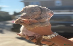 Miniature Dachshund dogs for sale: 7 stunning miniature dachshund puppies - Image 10
