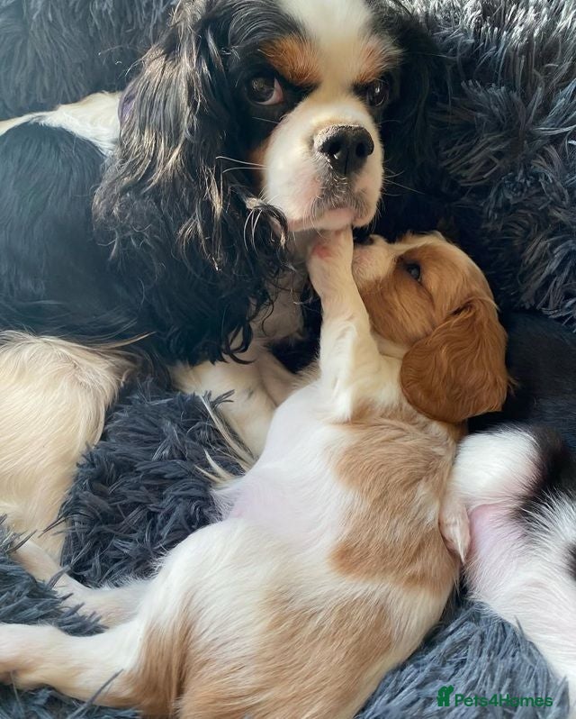 Cavalier King Charles Spaniel dogs Perfect Family-Raised Cavalier King Charles pups - Advert 2