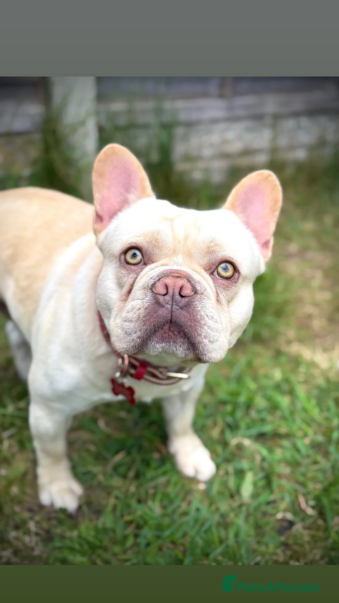 French Bulldog dogs for stud:  French Bulldog Stud 💥 Proven ✅  in Cannock - Advert 11