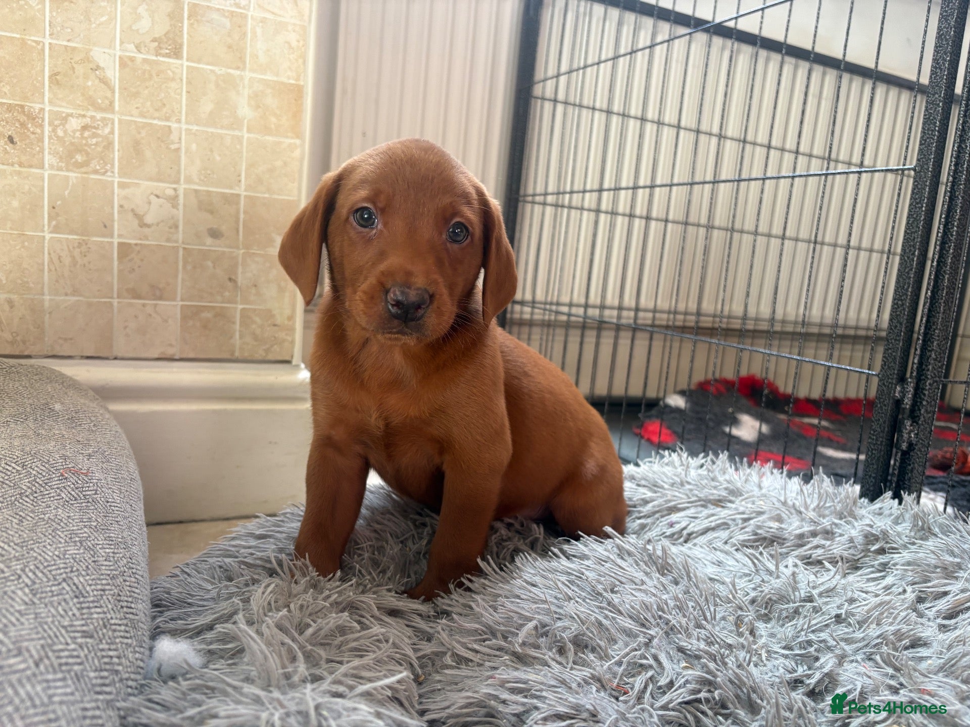 Labradoodle dogs F1B Quality Health Tested Fox Red Labradoodle  - Advert 2