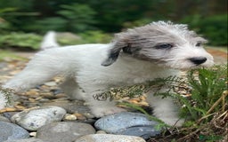 Mixed Breed dogs for sale: Poodle cross - Image 5