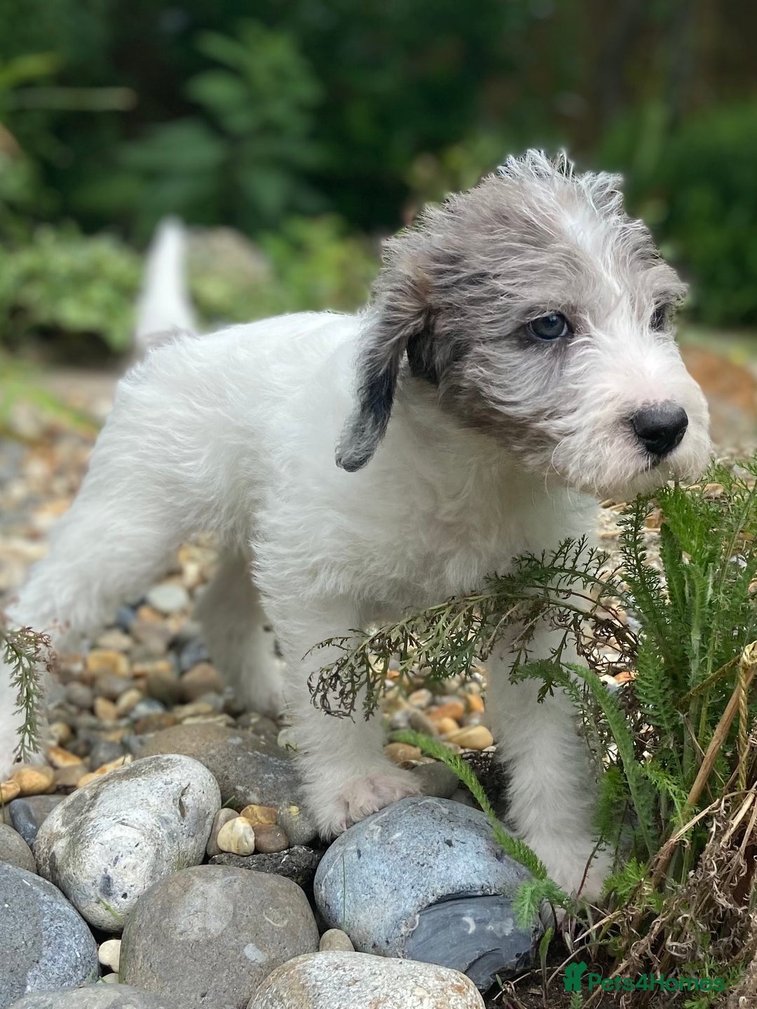Mixed Breed dogs for sale: Poodle cross - Image 5
