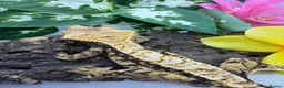 Gecko reptiles for sale: Crested gecko collection for sale  - Advert 14