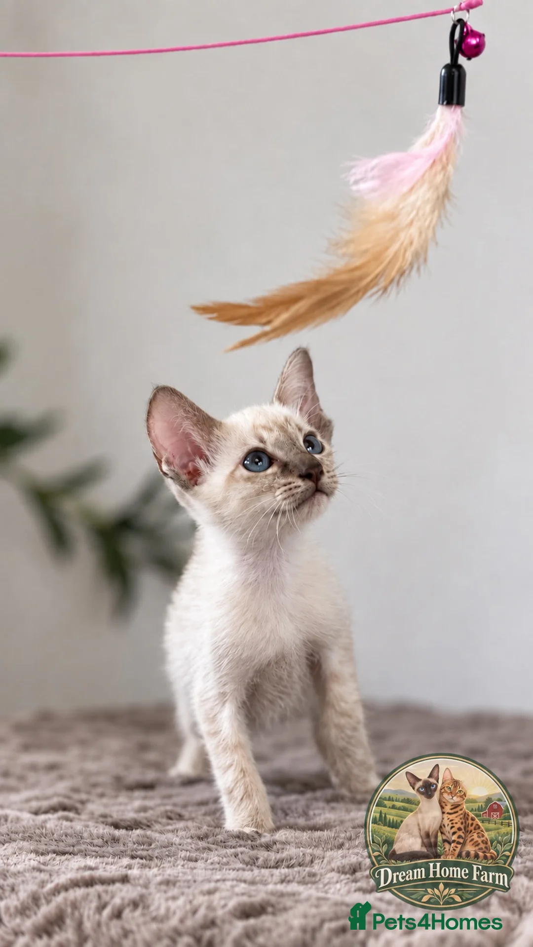 Siamese cats for sale: 💚🤍🐱 SIAMESE KITTENS 🐱🤍💙  - Advert 2